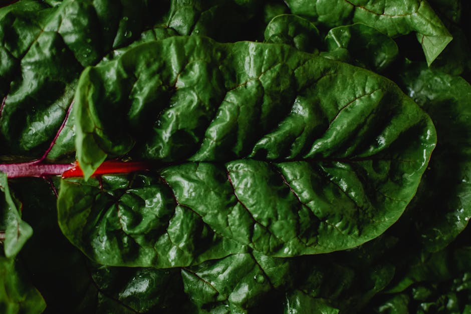 Foto de Acelgas con Almejas en Salsa Verde